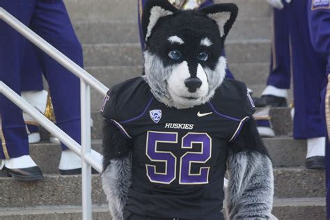 The Iconic Spirit of Harry: Representing UW on the Field and Beyond
